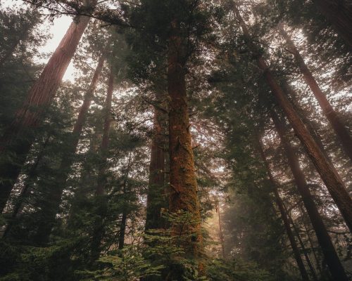 Lunaris Photography, Iris Dobre, Sesiuni foto profesionale, sedinte foto tip natura, nature photography